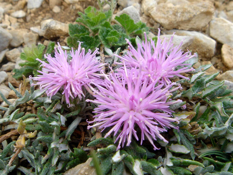 Carduncellus mitissimus
